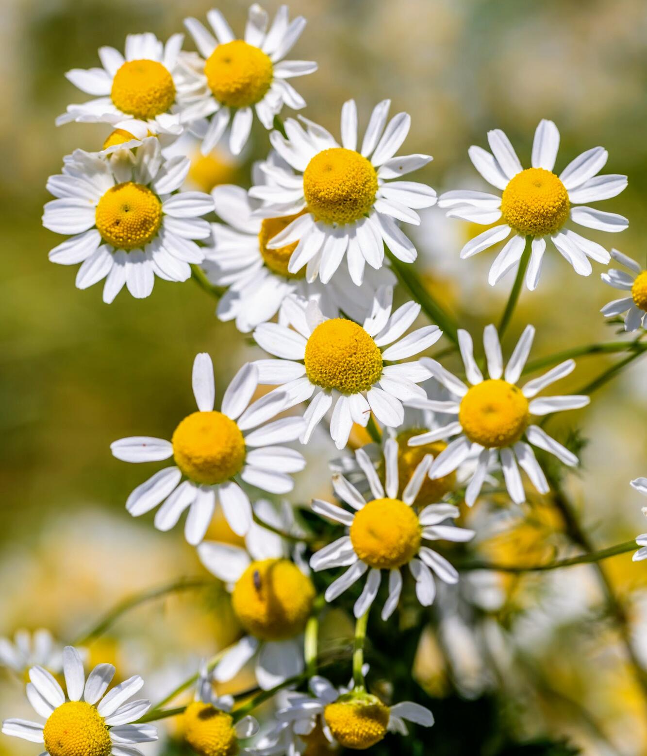 kl_chamomile_active-ingredient_field_plant_2019 -64-